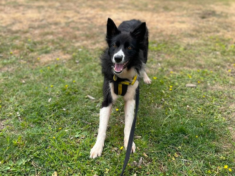 Zebra | Collie (Border) | Canterbury - 2