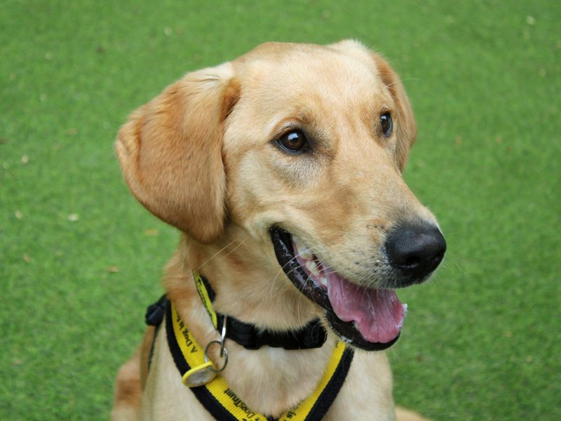 Zoom | Retriever (Labrador) | Merseyside (Liverpool) - 2