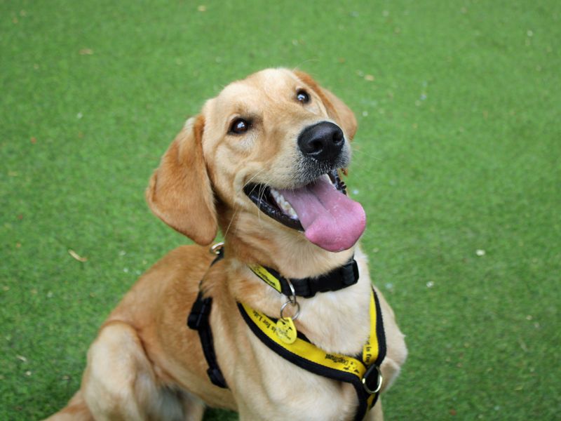 Zoom | Retriever (Labrador) | Merseyside (Liverpool) - 1