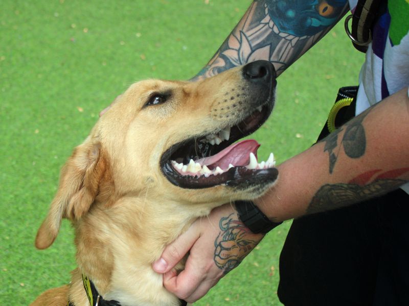 Zoom | Retriever (Labrador) | Merseyside (Liverpool) - 3