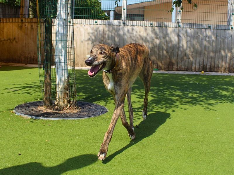 Zion | Greyhound | Manchester - 1