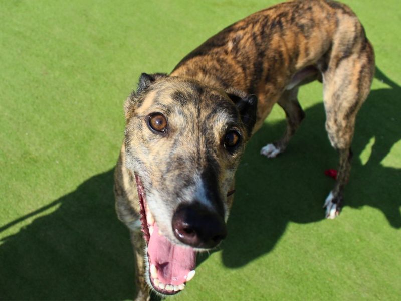 Zion | Greyhound | Manchester - 3