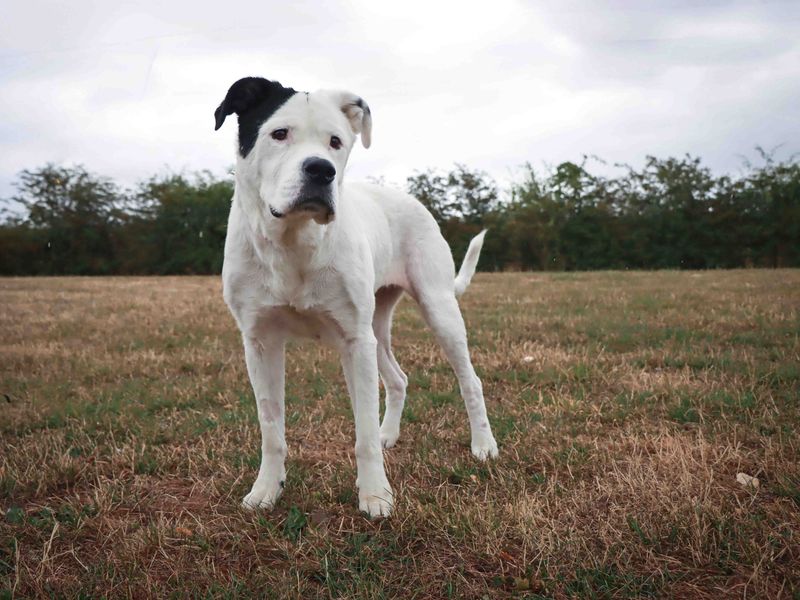 Snowdrop | Crossbreed | Darlington - 5
