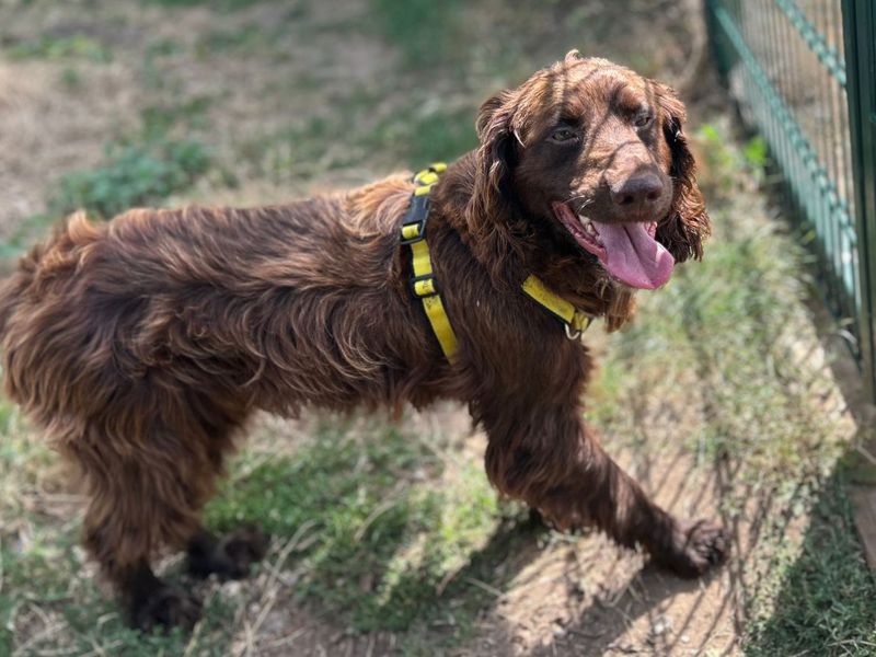 Suede | Spaniel (English Springer) Cross | Snetterton (Norfolk) - 4