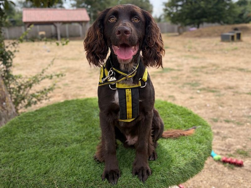 Suede | Spaniel (English Springer) Cross | Snetterton (Norfolk) - 5