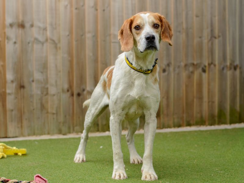 Abbot | Foxhound | Kenilworth (West Midlands) - 2