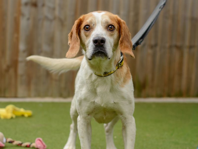 Abbot | Foxhound | Kenilworth (West Midlands) - 3