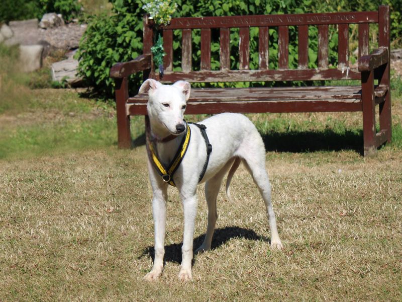 Polo | Lurcher | Merseyside (Liverpool) - 3