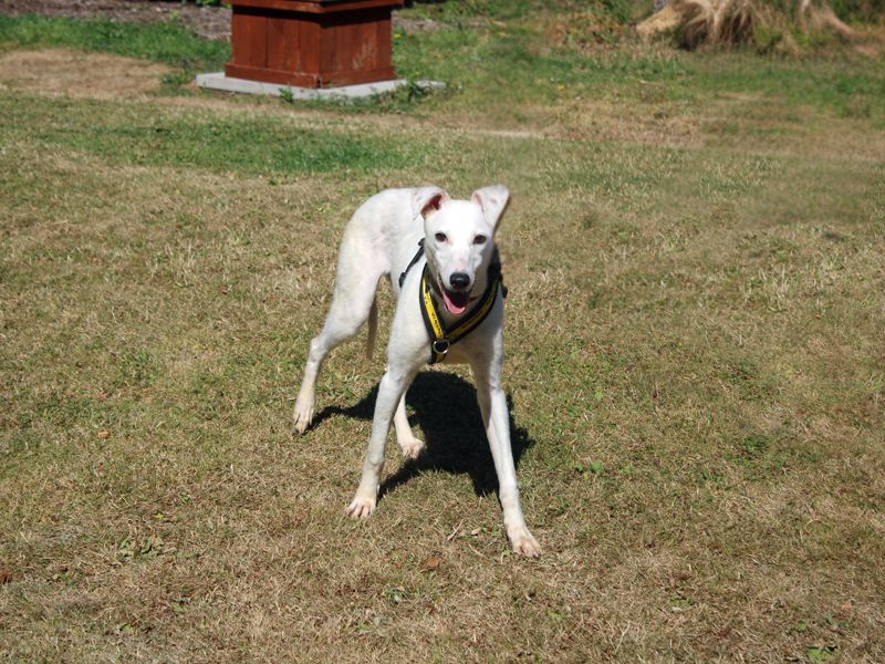 Polo | Lurcher | Merseyside (Liverpool) - 2
