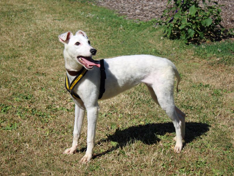 Polo | Lurcher | Merseyside (Liverpool) - 1