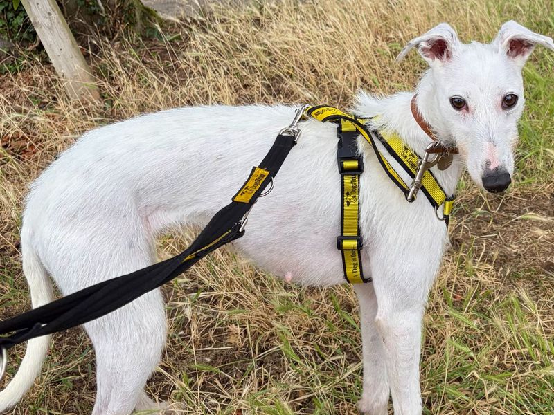 Solo | Lurcher | Snetterton (Norfolk) - 4
