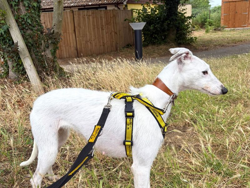 Solo | Lurcher | Snetterton (Norfolk) - 2