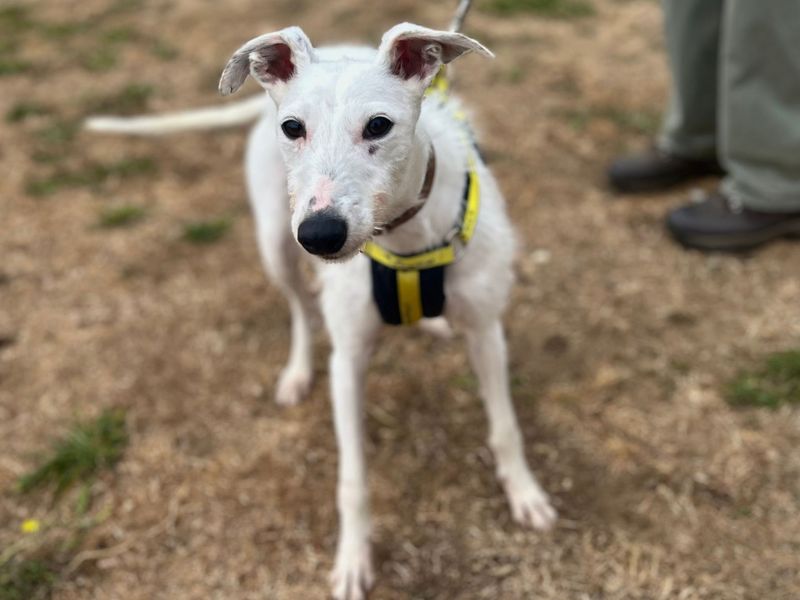 Solo | Lurcher | Snetterton (Norfolk) - 1