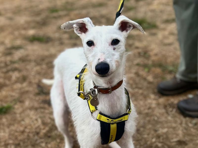 Solo | Lurcher | Snetterton (Norfolk) - 3