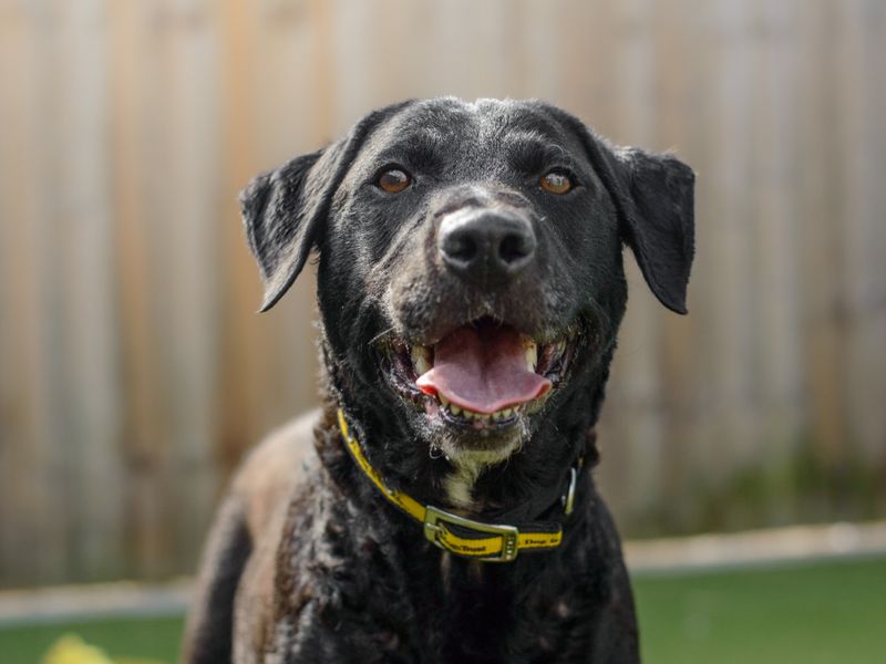 Holly | Retriever (Labrador) Cross | Kenilworth (West Midlands) - 6
