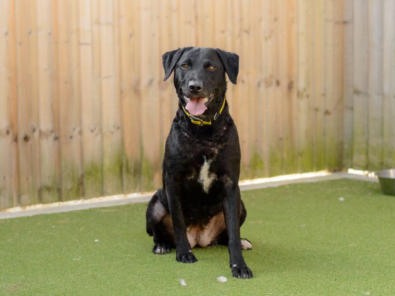 Holly | Retriever (Labrador) Cross | Kenilworth (West Midlands) - 4