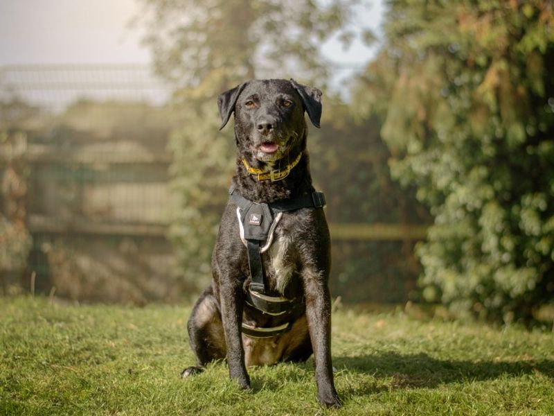 Holly | Retriever (Labrador) Cross | Kenilworth (West Midlands) - 8