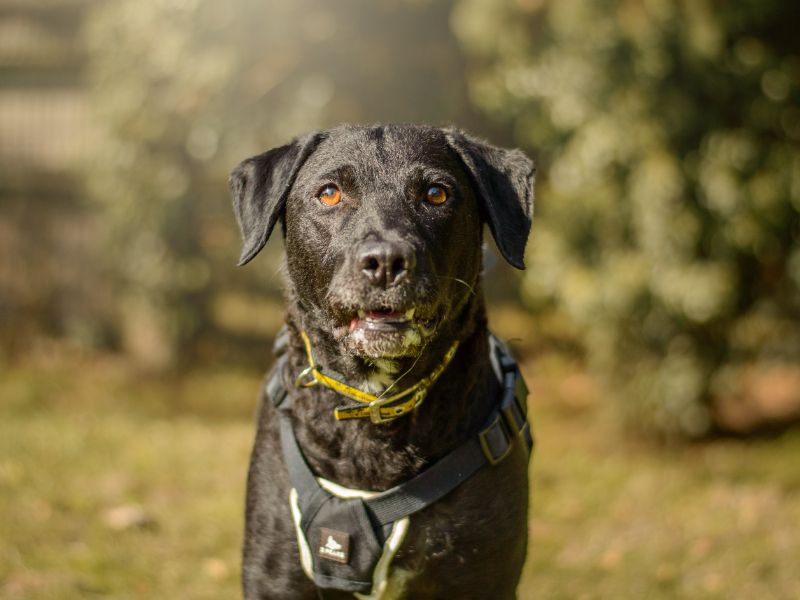 Holly | Retriever (Labrador) Cross | Kenilworth (West Midlands) - 9
