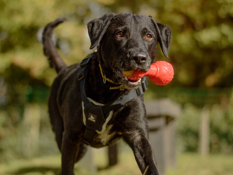 Holly | Retriever (Labrador) Cross | Kenilworth (West Midlands) - 7
