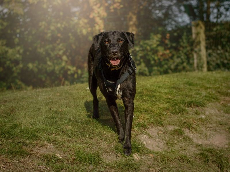 Holly | Retriever (Labrador) Cross | Kenilworth (West Midlands) - 5