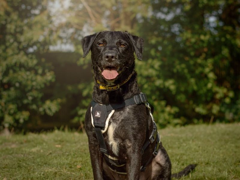 Holly | Retriever (Labrador) Cross | Kenilworth (West Midlands) - 3