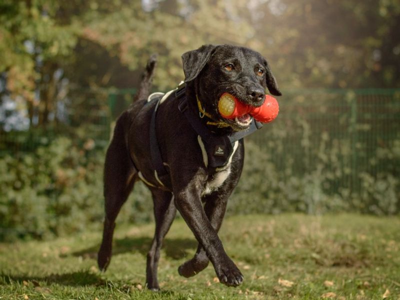 Holly | Retriever (Labrador) Cross | Kenilworth (West Midlands) - 2