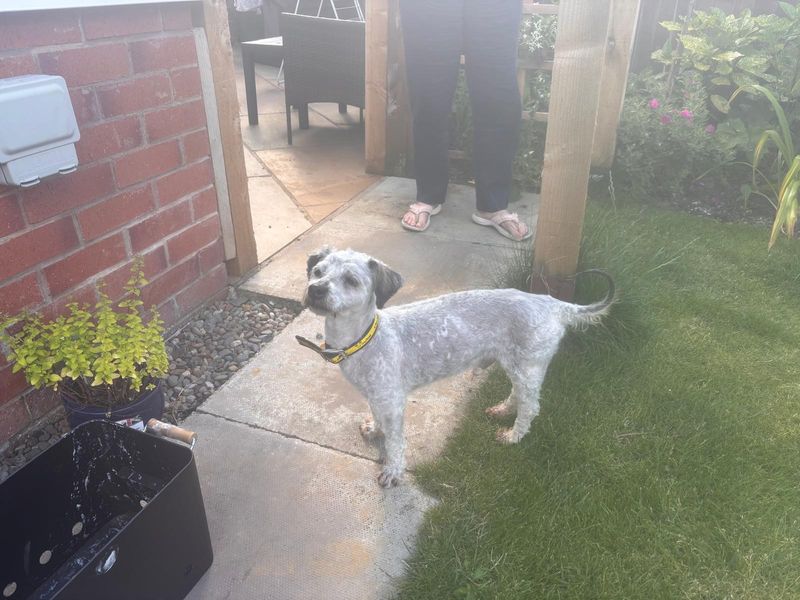 Glen | Bichon Frise Cross | Cumbria - 1