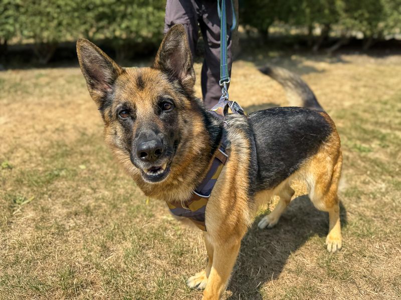 Damson | German Shepherd Dog | Basildon (Essex) - 1