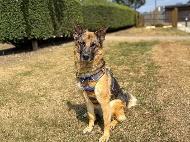 Damson | German Shepherd Dog | Basildon (Essex) - 3