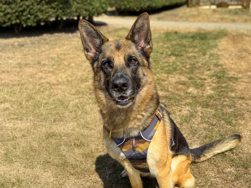 Damson | German Shepherd Dog | Basildon (Essex) - 2