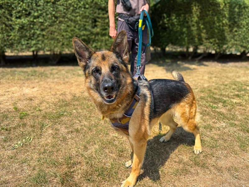Damson | German Shepherd Dog | Basildon (Essex) - 5