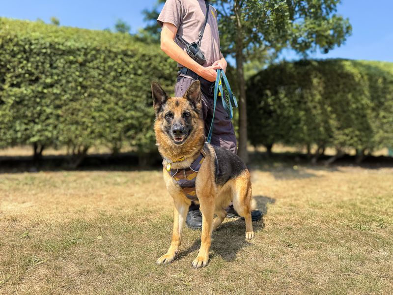 Damson | German Shepherd Dog | Basildon (Essex) - 4