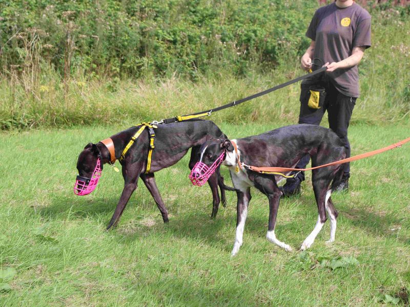 Thistle | Greyhound | Glasgow - 9