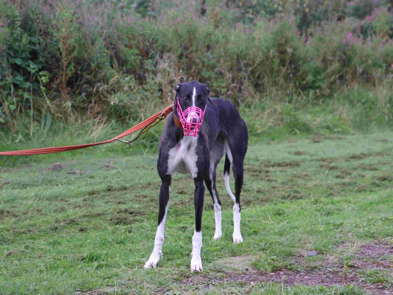 Thistle | Greyhound | Glasgow - 7