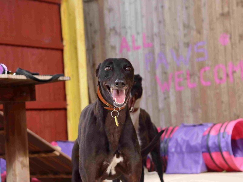 Erica | Greyhound | Glasgow - 4