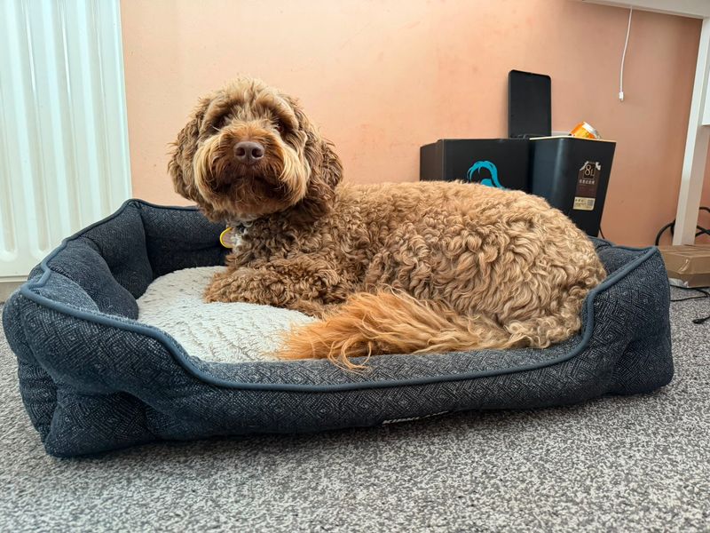 Poodle Dogs And Puppies For Adoption