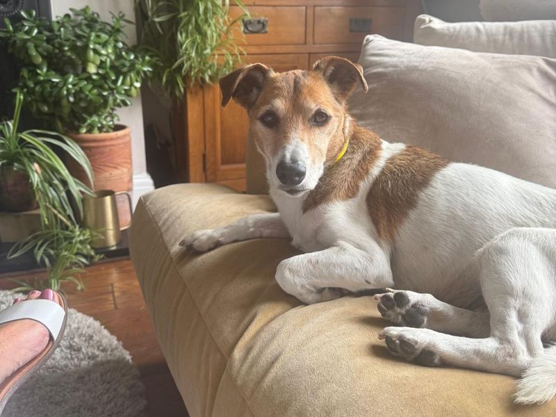 Daisy | Terrier (Jack Russell) | Manchester - 2