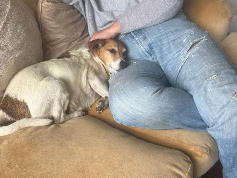 Daisy | Terrier (Jack Russell) | Manchester - 3