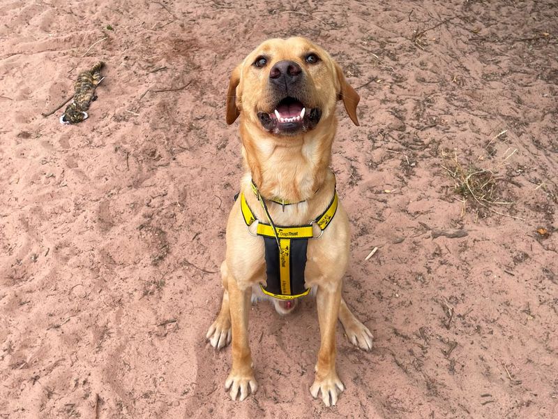 George | Retriever (Labrador) | Shrewsbury (Shropshire) - 3