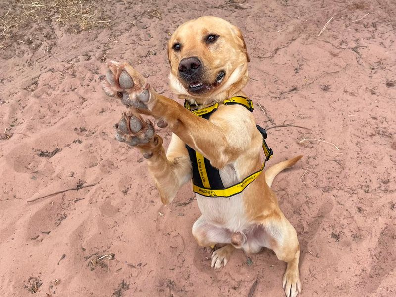 George | Retriever (Labrador) | Shrewsbury (Shropshire) - 1