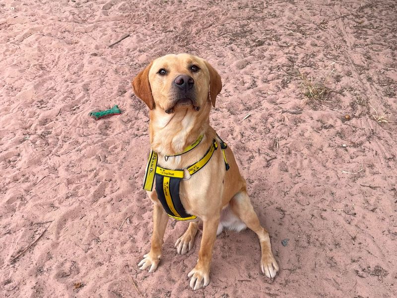George | Retriever (Labrador) | Shrewsbury (Shropshire) - 2