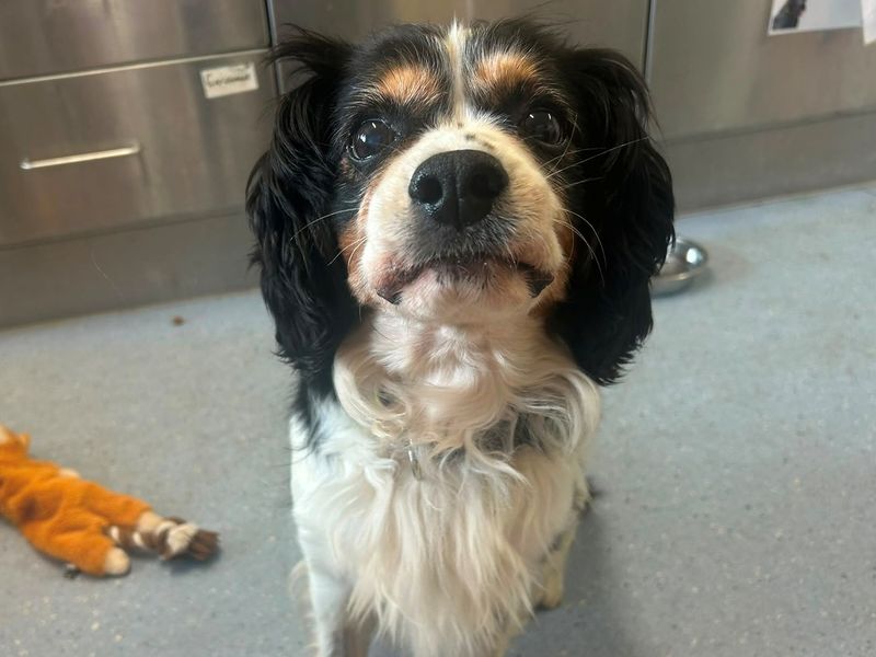 Billy and Blue | Spaniel (Cavalier King Charles) | Cardiff - 3