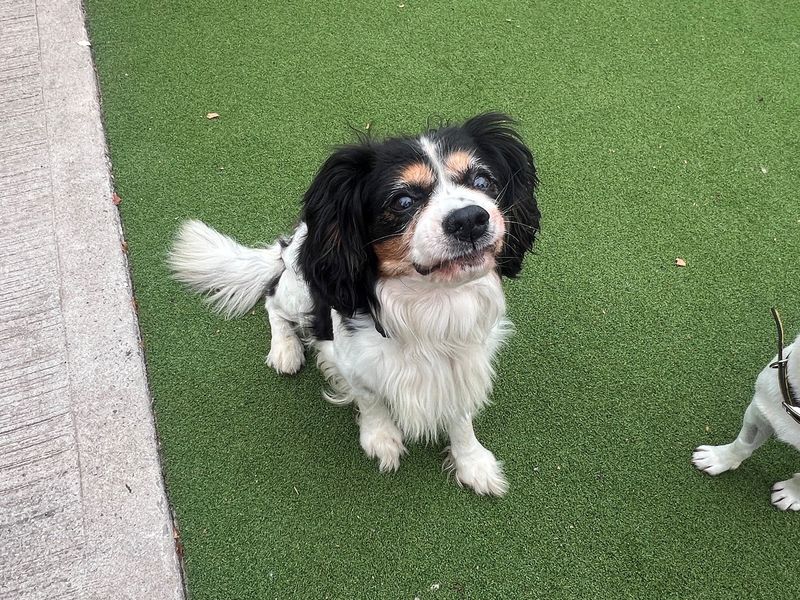 Billy and Blue | Spaniel (Cavalier King Charles) | Cardiff - 2