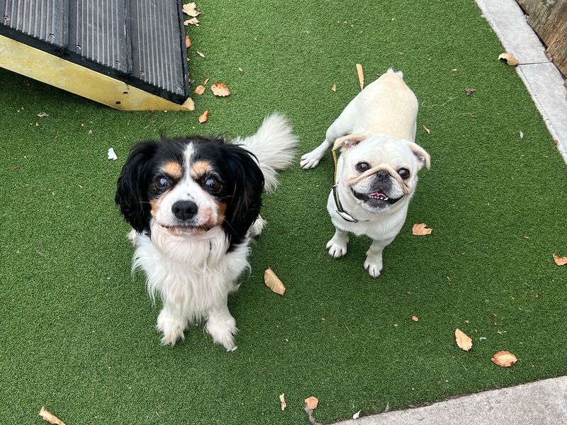 Billy and Blue | Spaniel (Cavalier King Charles) | Cardiff - 4