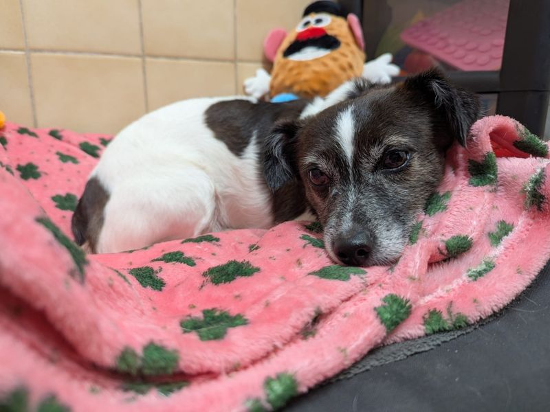 Bell | Terrier (Jack Russell) | Merseyside (Liverpool) - 2