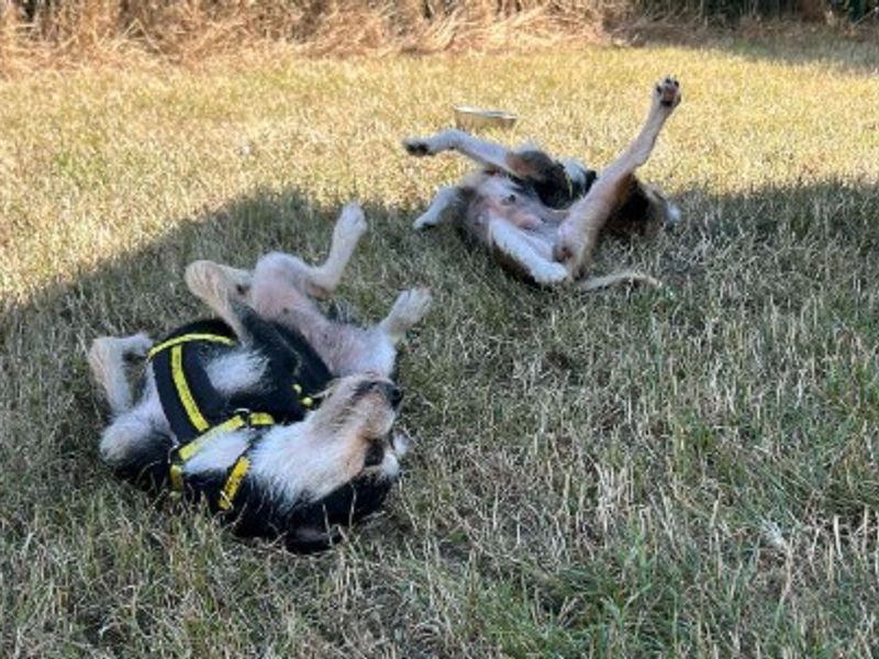 Molly Moo | Terrier (Jack Russell) Cross | Loughborough - 4