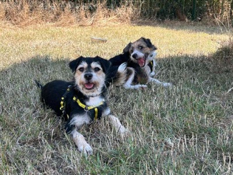 Molly Moo | Terrier (Jack Russell) Cross | Loughborough - 2