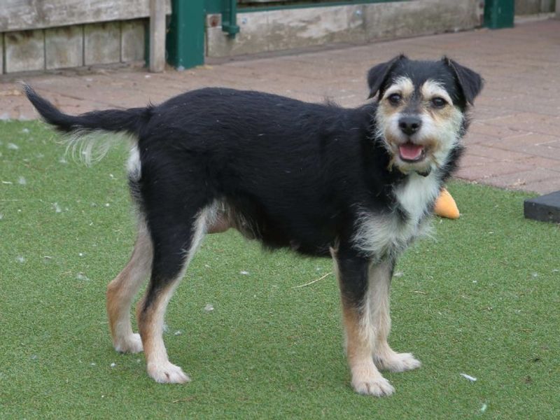 Molly Moo | Terrier (Jack Russell) Cross | Loughborough - 5