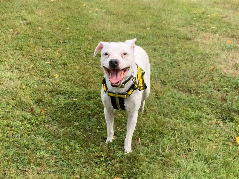 Jack Russell Terrier Dogs And Puppies For Adoption