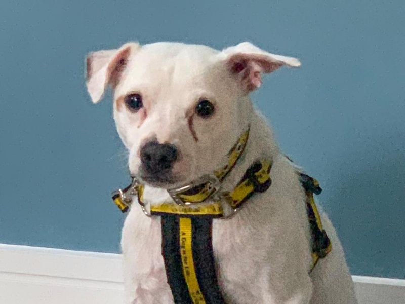 Rockie | Terrier (American Staffordshire) Cross | Basildon (Essex) - 4